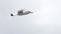 Lonely seagull soars above the water.