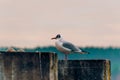 Lonely seagull standing on the post at the port of Klaipeda, Lithuania Royalty Free Stock Photo