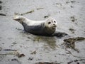 Lonely seal on the seashore, Ameland, Netherlands