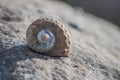 Lonely seashell in the morning light