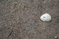A lonely seashell