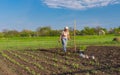 Lonely senior woman planting tomato seedling in spring garden Royalty Free Stock Photo