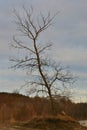 A lonely, separately growing tree on a sandy mound on a sandy shore against the backdrop of plants, forests and a cloudy sky Royalty Free Stock Photo