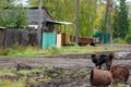 A lonely shaggy yard dog wanders along the dirty street of the Northern village.