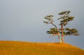 Lonely shamanic pine with colorful ribbons Hadak on sky background, sacred tree for worship, island Olkhon, Baikal