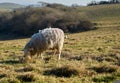 Lonely sheep eating grass in the field with a view of the village. Close up Royalty Free Stock Photo