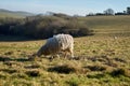 Lonely sheep eating grass in the field with a view of the village. Close up Royalty Free Stock Photo