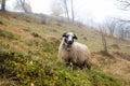 A Lonely Sheep in Foggy Autumn Forest