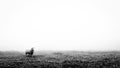 Lonely sheep on a grass field in black and white Royalty Free Stock Photo