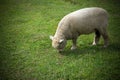 Lonely Sheep Grazing In a Grass Field Royalty Free Stock Photo