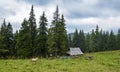 Lonely sheep grazing near wooden shepherd house on green meadow. Carpathian mountains. Ukraine Royalty Free Stock Photo