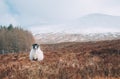Lonely sheep grazing on the Scottish Highlands meadows. Early march spring landscape photo under Ben Nevis mountain - the UK`s Royalty Free Stock Photo