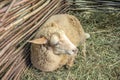 Lonely sheep lies on hay in a corral of twigs