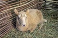 Lonely sheep lies on hay in a corral of twigs