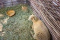 Lonely sheep lies on hay in a corral of twigs Royalty Free Stock Photo