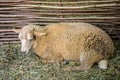 Lonely sheep lies on hay in a corral of twigs Royalty Free Stock Photo