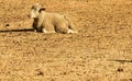 A lonely sheep lying on the yellow grass Royalty Free Stock Photo