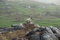 Lonely sheep on a rock