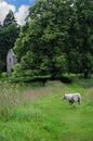 Lonely Sheep in Scotland