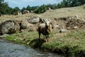 Lonely sheep standing on grass at the riverside. Azerbaijan Lerik Royalty Free Stock Photo