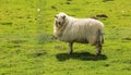 Lonely Sheep Royalty Free Stock Photo