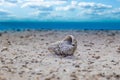 Lonely shell laying on the beach