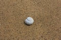 Lonely shell on the sand