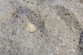 Lonely shell on a sandy beach. Macro