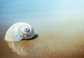 Lonely shell on the sea or ocean. Background on the theme of travel, vacation, voyage, etc