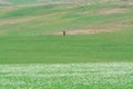 Lonely shepherd on a horse. Myriads of white daisies. Green Hill. Summer season.