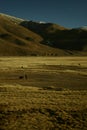 Lonely Shepherd in Tibet