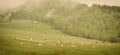 Lonely shepherd watching over the sheep in high mountains