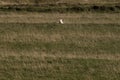 A sheep peering over a hill. Royalty Free Stock Photo