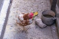 Lonely sick chicken