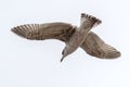 Flying silver gull Larus Argentatus Royalty Free Stock Photo