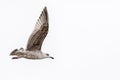 Flying silver gull Larus Argentatus Royalty Free Stock Photo