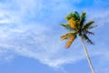 Lonely single palm tree with fresh green leaves against a bright sunny sky. Natural background on the theme of the sea, beach, rel