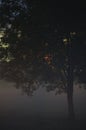 Lonely Single Tree Branches Closeup, Foggy Twilight Mist, Misty Silhouette In Low Fog Dusk, Vertical Bright Background Lit Outdoor