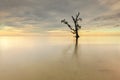 A lonely single tree at Kudah Beach Sabah Malaysia