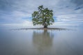 A lonely single tree with reflection at Kudah Beach Sabah Malaysia