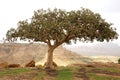 Lonely single tree on a rocky hilltop