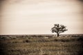 Lonely single tree in sepia Royalty Free Stock Photo