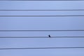 Lonely small bird on power cables Royalty Free Stock Photo