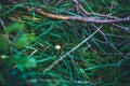 Lonely small mushroom on the grass