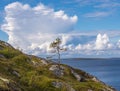 Lonely small pine on the island the German Kuzov, blue sky, clouds.