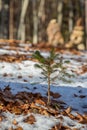 Lonely small pine tree in Austrian forest. Beautiful winter evening and cold frosty winter sunset. Selective focus. Close-up Royalty Free Stock Photo