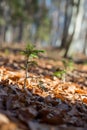 Lonely small pine tree in Austrian forest. Beautiful winter evening and cold frosty winter sunset. Selective focus. Close-up Royalty Free Stock Photo