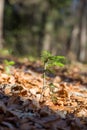 Lonely small pine tree in Austrian forest. Beautiful winter evening and cold frosty winter sunset. Selective focus. Close-up Royalty Free Stock Photo