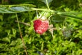 Lonely small pink forest raspberry grows on a bush in the summer forest. Moss-covered clearing in the coniferous forest. Sunlit