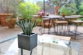 A lonely small plastic cactus In a cube-shaped pot on the table top is a glass with a stainless steel edge. There is a blurred